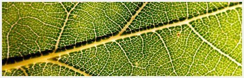 Blog d'entreprise