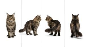Maine coon - 4 vues, style photoréaliste